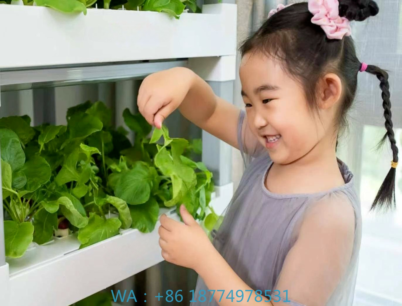 nt China Hydrokultur Grow Box  - Home Automation Systems Diy のレビューと価格