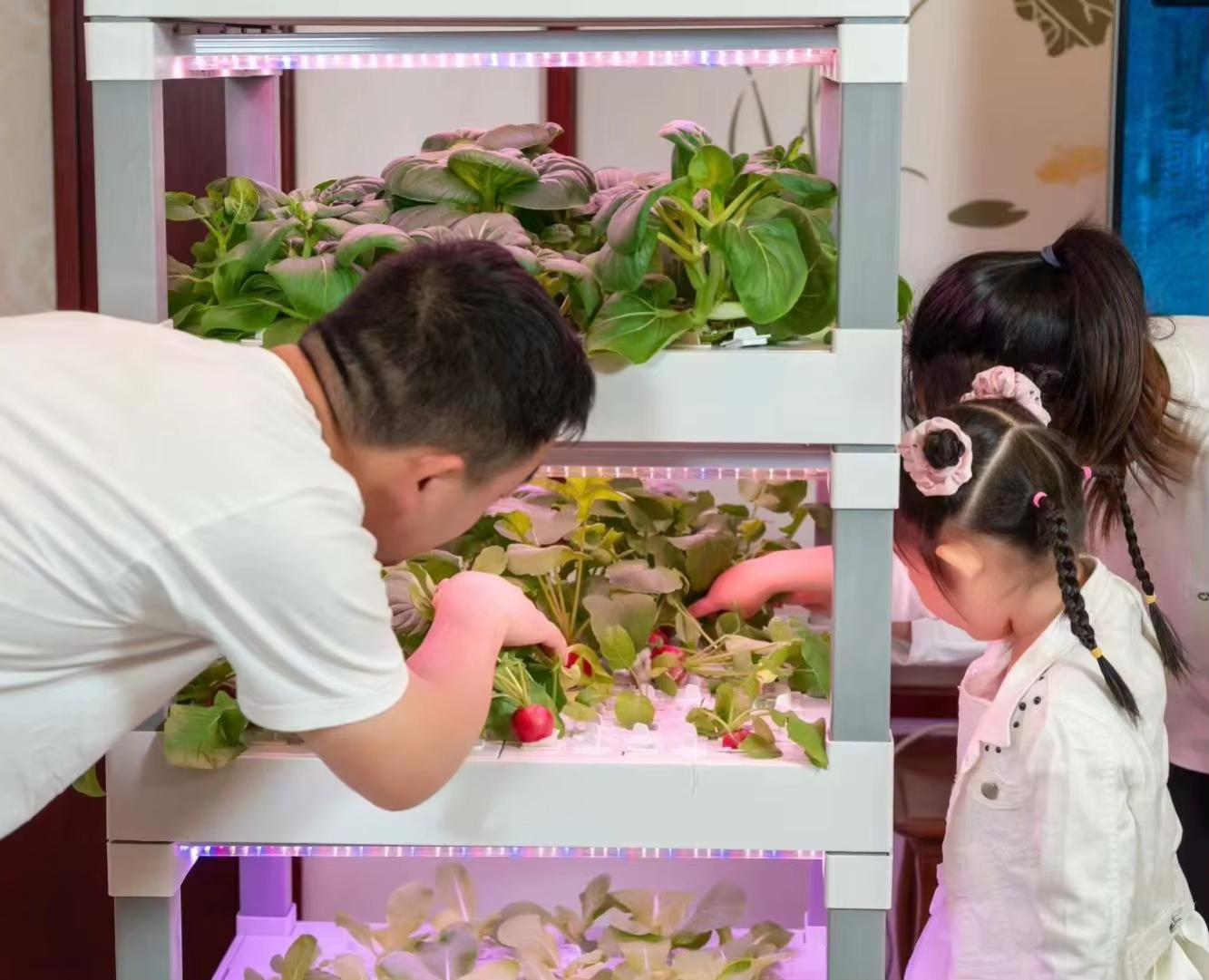 nt China Hydrokultur Grow Box  - Home Automation Systems Diy のレビューと価格