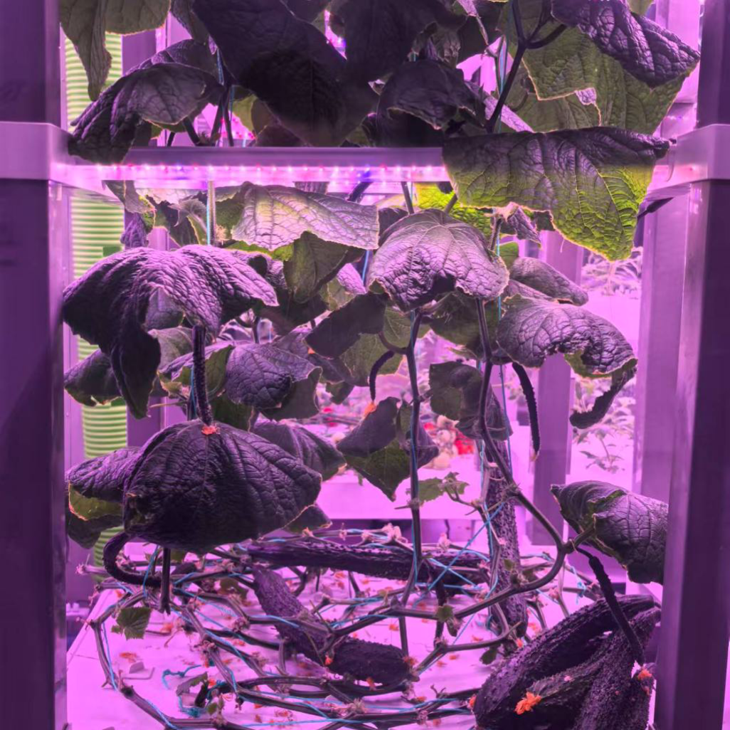 nt China Hydrokultur Grow Box  - Home Automation Systems Diy のレビューと価格